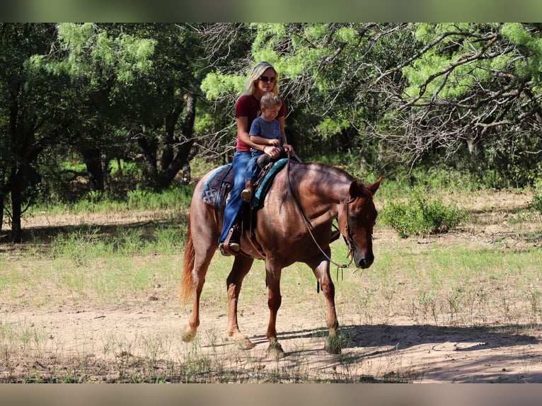 American Quarter Horse Gelding 13 years 15,1 hh Roan-Red in Graham TX