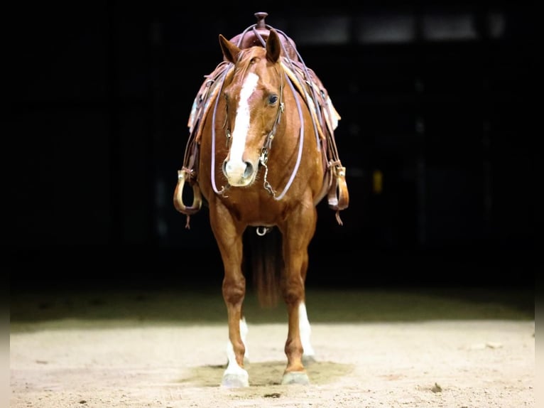 American Quarter Horse Gelding 13 years 15,1 hh Sorrel in Wykoff, MN