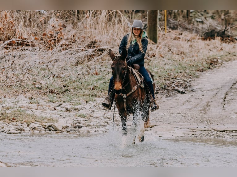 American Quarter Horse Gelding 13 years 15,1 hh Tobiano-all-colors in Hillsboro KY