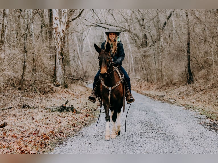 American Quarter Horse Gelding 13 years 15,1 hh Tobiano-all-colors in Hillsboro KY