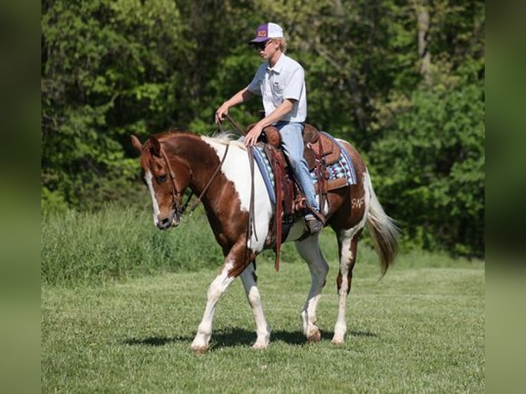 American Quarter Horse Gelding 13 years 15.1 hh Tobiano-all-colors in LEvel Green KY