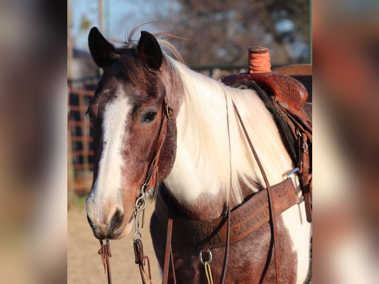 American Quarter Horse Gelding 13 years 15,1 hh Tobiano-all-colors in Lipan TX