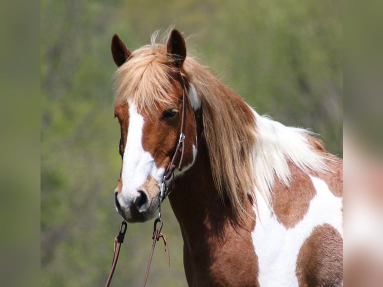 American Quarter Horse Gelding 13 years 15,1 hh Tobiano-all-colors in Somerset KY