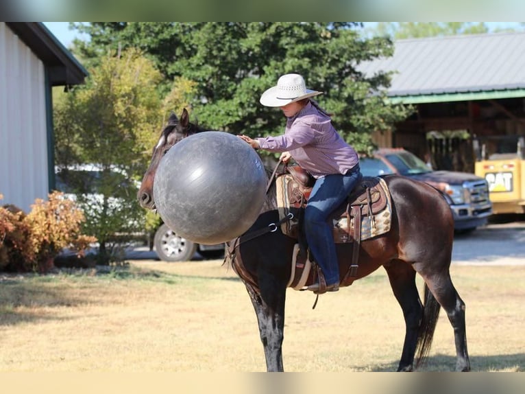 American Quarter Horse Gelding 13 years 15,2 hh Bay in Stephenville, TX