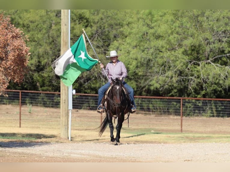 American Quarter Horse Gelding 13 years 15,2 hh Bay in Stephenville, TX