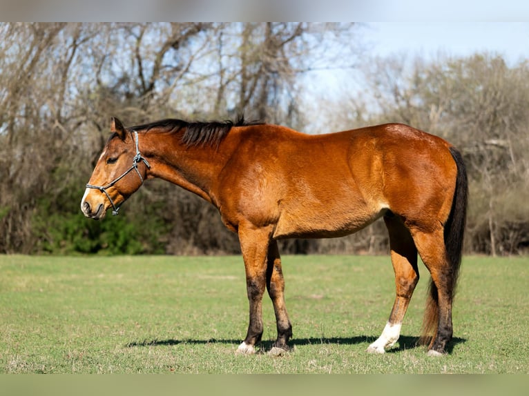 American Quarter Horse Gelding 13 years 15.2 hh Bay in Rockwall