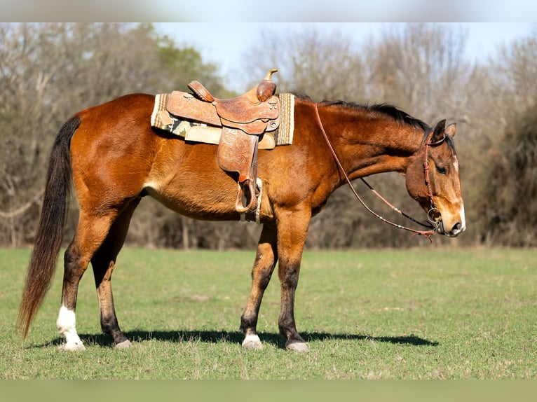 American Quarter Horse Gelding 13 years 15.2 hh Bay in Rockwall