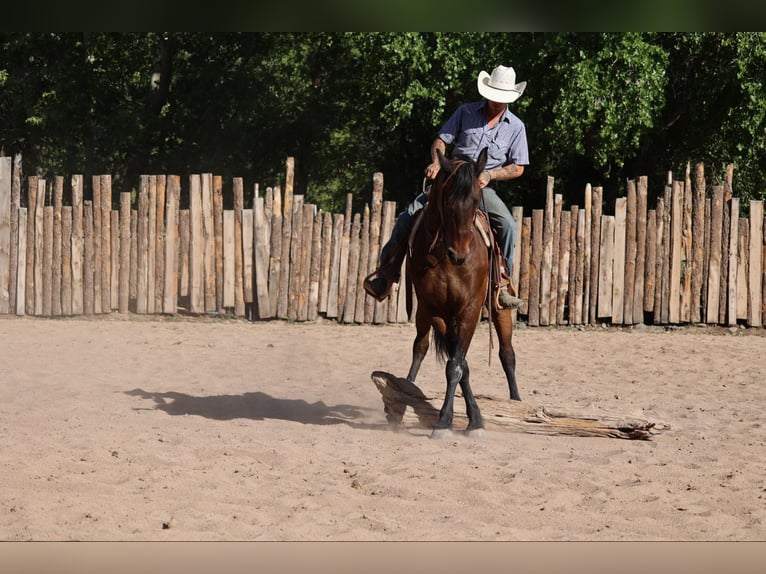 American Quarter Horse Gelding 13 years 15,2 hh Bay in Camp Verde AZ