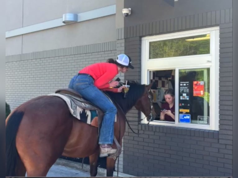 American Quarter Horse Gelding 13 years 15,2 hh Bay in Hingham, MA