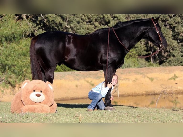 American Quarter Horse Gelding 13 years 15,2 hh Black in Joshua, TX