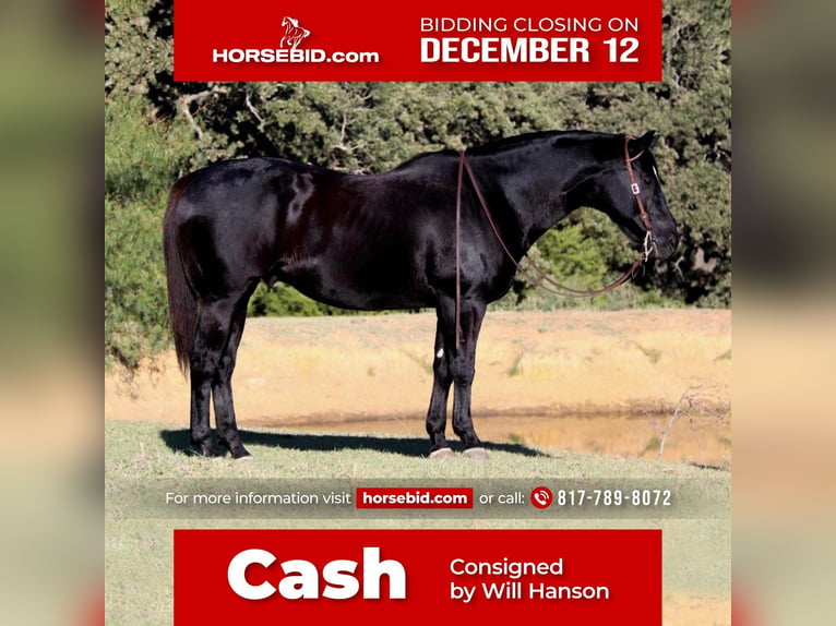 American Quarter Horse Gelding 13 years 15,2 hh Black in Joshua, TX