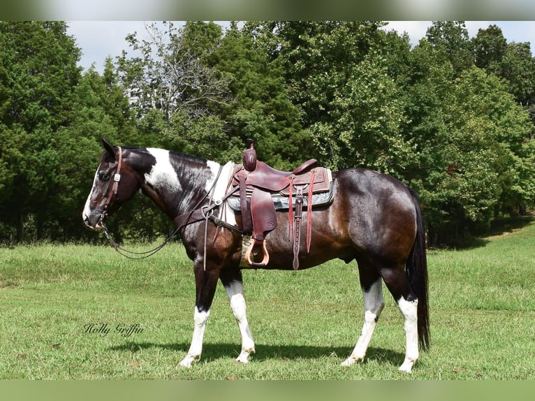 American Quarter Horse Gelding 13 years 15,2 hh Black in Greebville KY