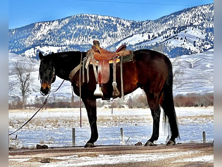 American Quarter Horse Gelding 13 years 15,2 hh Brown in Drummond, MT