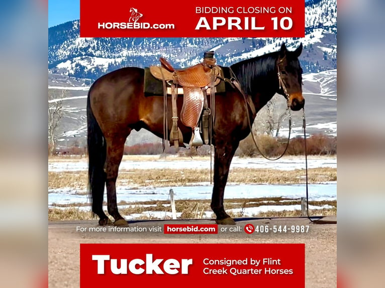 American Quarter Horse Gelding 13 years 15,2 hh Brown in Drummond, MT
