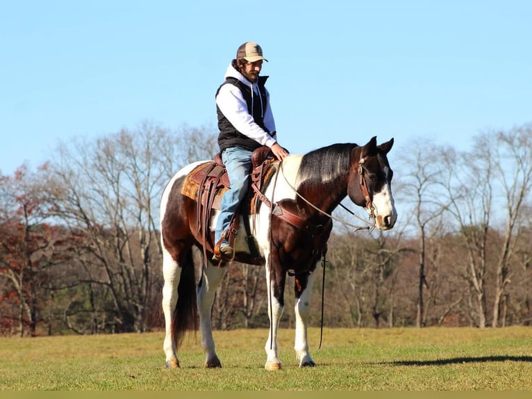 American Quarter Horse Gelding 13 years 15,2 hh Brown in Clarion