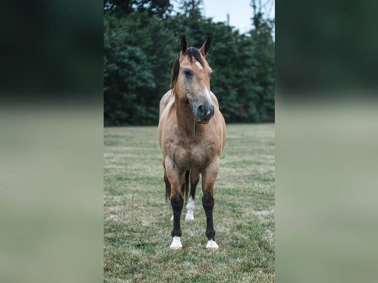 American Quarter Horse Mix Gelding 13 years 15,2 hh Buckskin in Allentown