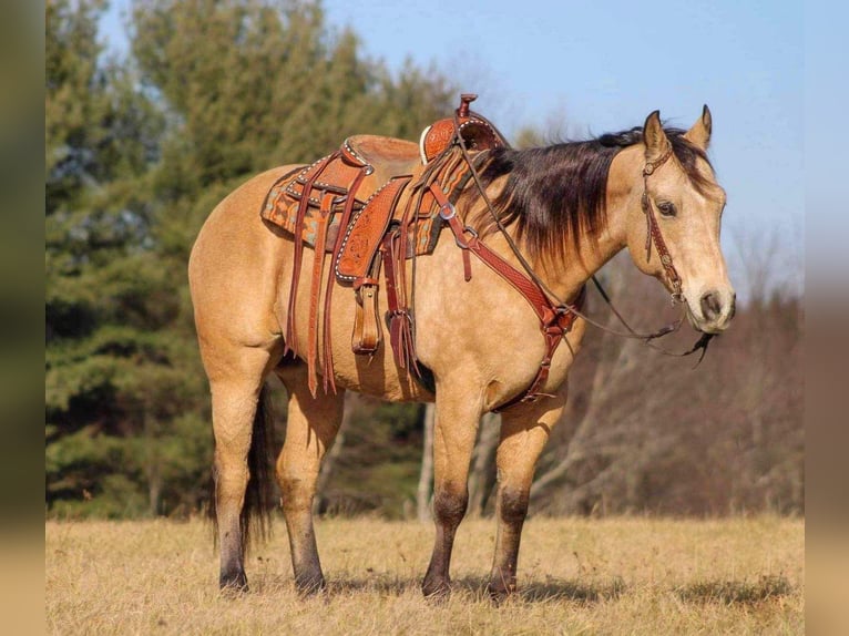 American Quarter Horse Gelding 13 years 15,2 hh Buckskin in Clarion