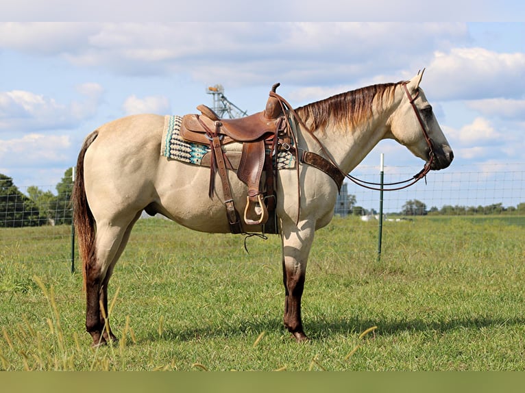 American Quarter Horse Gelding 13 years 15,2 hh Buckskin in Sonora KY