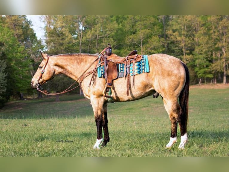 American Quarter Horse Gelding 13 years 15,2 hh Buckskin in Greenville KY