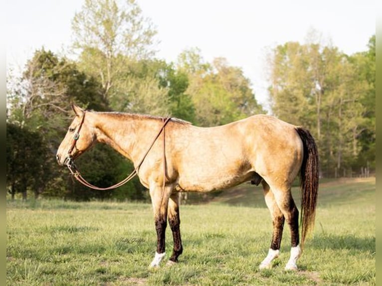 American Quarter Horse Gelding 13 years 15,2 hh Buckskin in Greenville KY