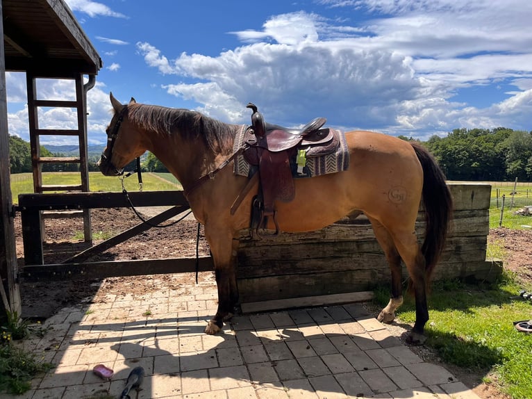 American Quarter Horse Gelding 13 years 15,2 hh Buckskin in Gorišnica