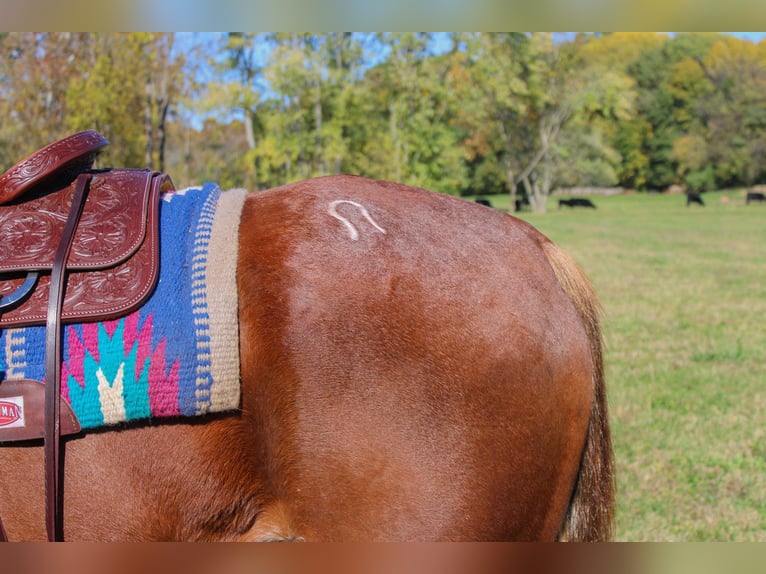 American Quarter Horse Gelding 13 years 15,2 hh Chestnut in Flemingsburg, Ky