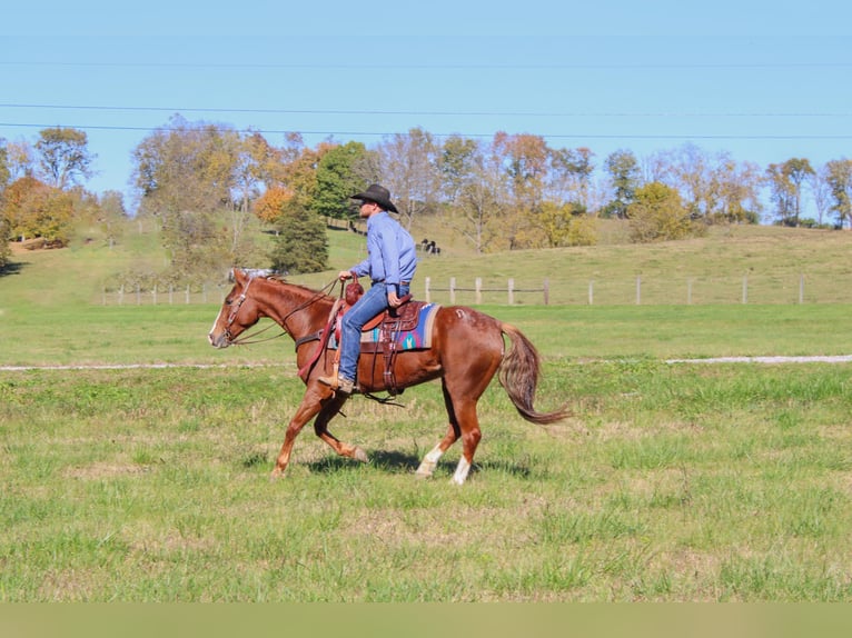 American Quarter Horse Gelding 13 years 15,2 hh Chestnut in Flemingsburg, Ky