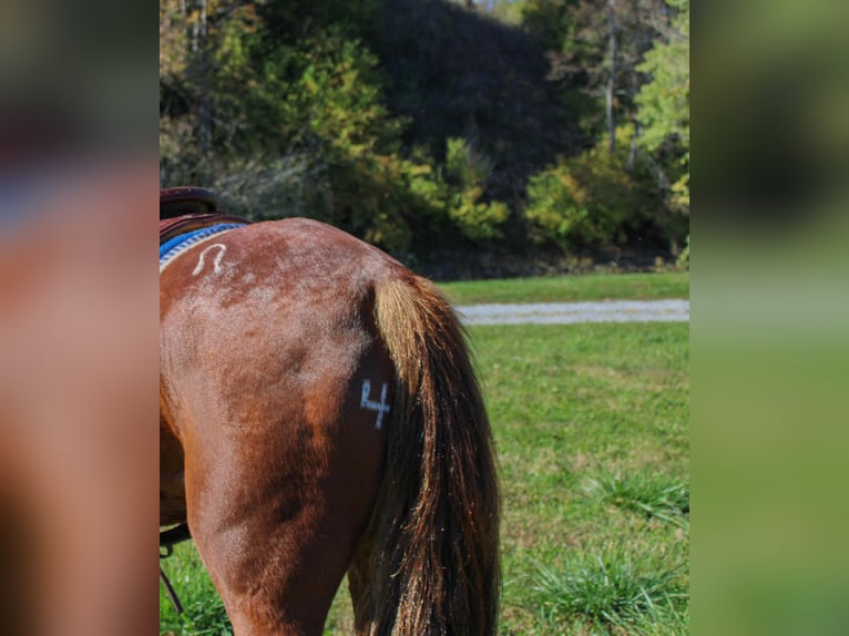 American Quarter Horse Gelding 13 years 15,2 hh Chestnut in Flemingsburg, Ky