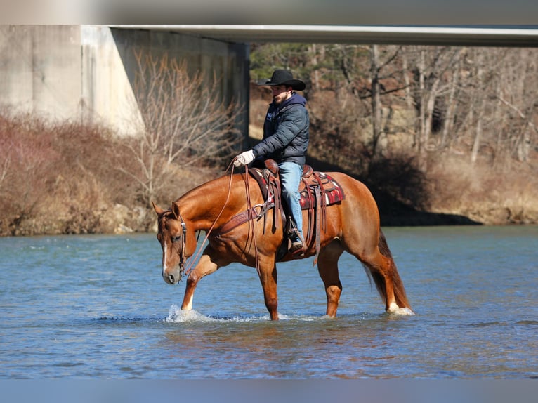 American Quarter Horse Gelding 13 years 15.2 hh Chestnut in Clarion