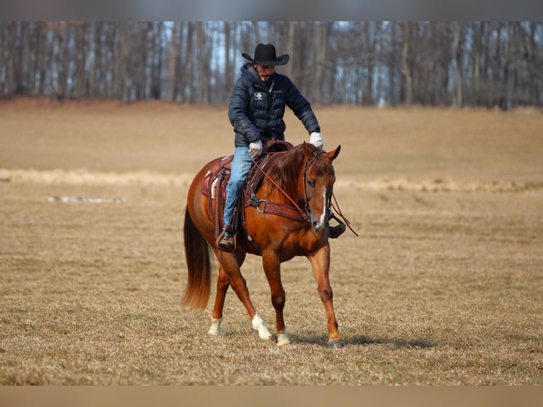 American Quarter Horse Gelding 13 years 15.2 hh Chestnut in Clarion
