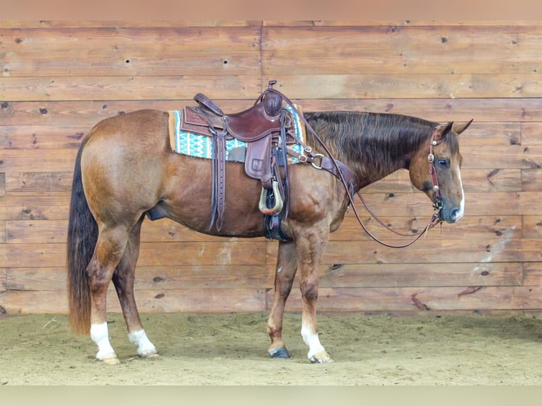 American Quarter Horse Gelding 13 years 15.2 hh Chestnut in Clarion