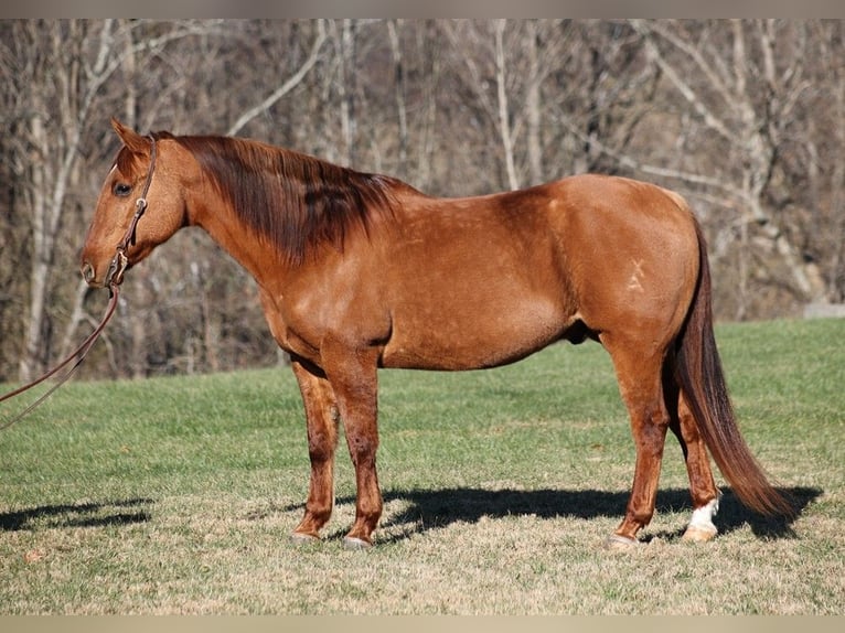 American Quarter Horse Gelding 13 years 15,2 hh Dun in Mount Vernon