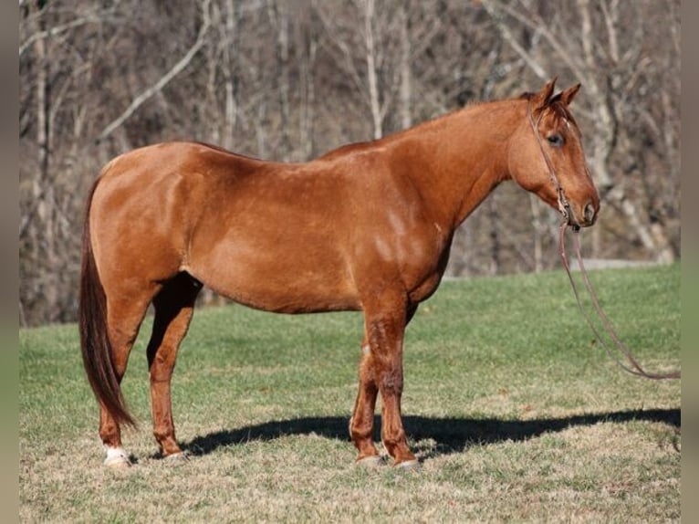 American Quarter Horse Gelding 13 years 15,2 hh Dun in Mount Vernon