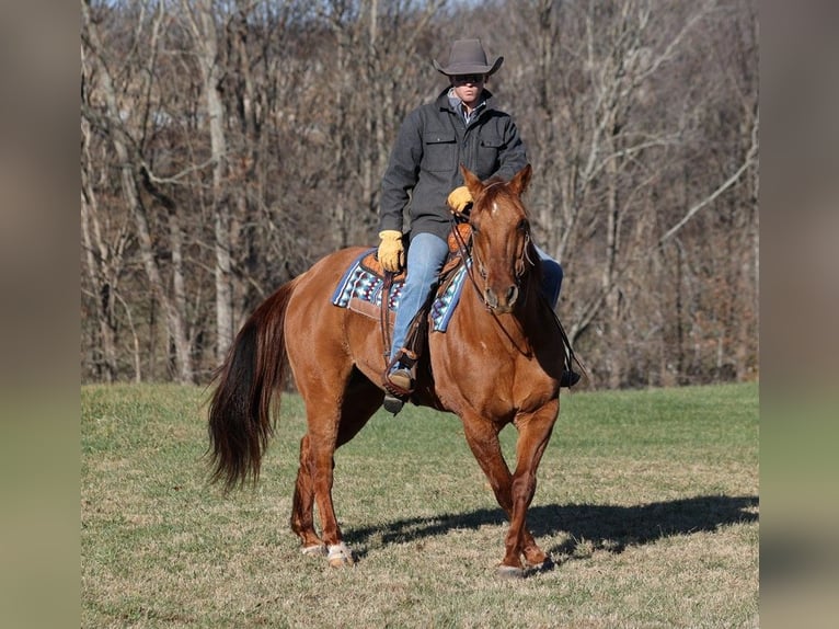 American Quarter Horse Gelding 13 years 15,2 hh Dun in Mount Vernon