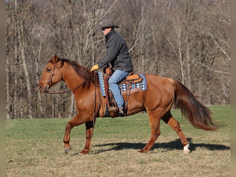 American Quarter Horse Gelding 13 years 15,2 hh Dun in Mount Vernon