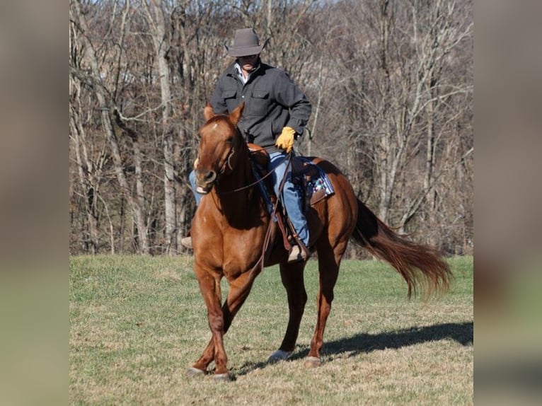 American Quarter Horse Gelding 13 years 15,2 hh Dun in Mount Vernon