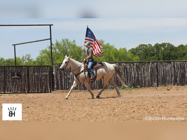 American Quarter Horse Gelding 13 years 15,2 hh Gray in Weatherford TX