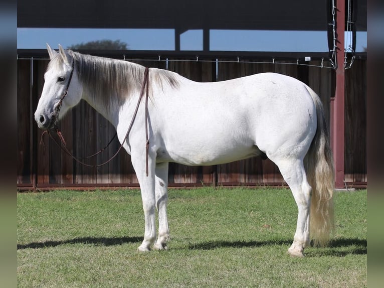 American Quarter Horse Gelding 13 years 15,2 hh Grey in LIpan TX