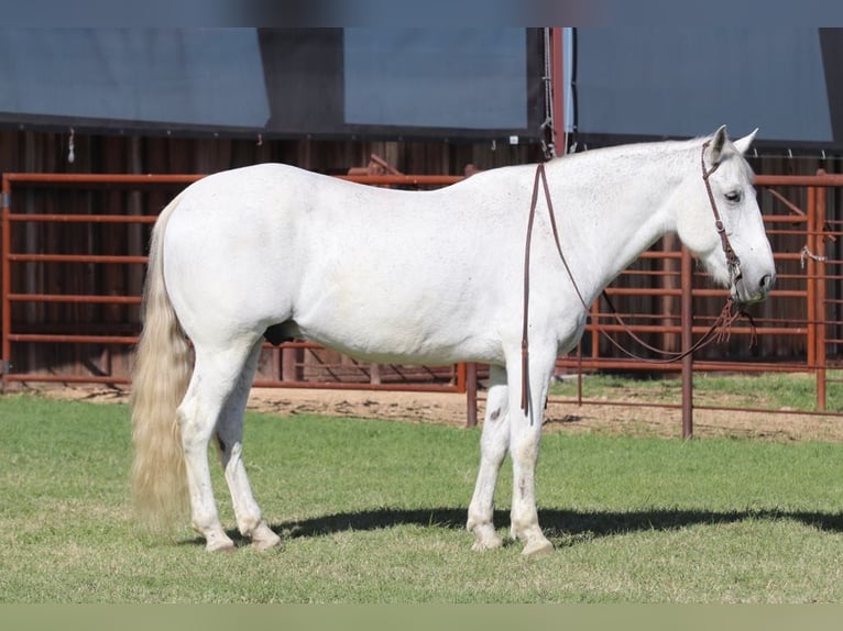 American Quarter Horse Gelding 13 years 15,2 hh Grey in LIpan TX