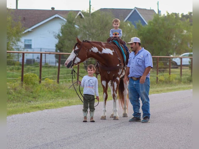 American Quarter Horse Gelding 13 years 15,2 hh Overo-all-colors in Stephenville TX