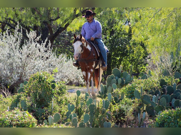 American Quarter Horse Gelding 13 years 15,2 hh Overo-all-colors in Stephenville TX