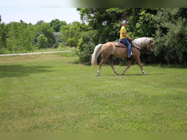 American Quarter Horse Gelding 13 years 15,2 hh Palomino in Highland MI