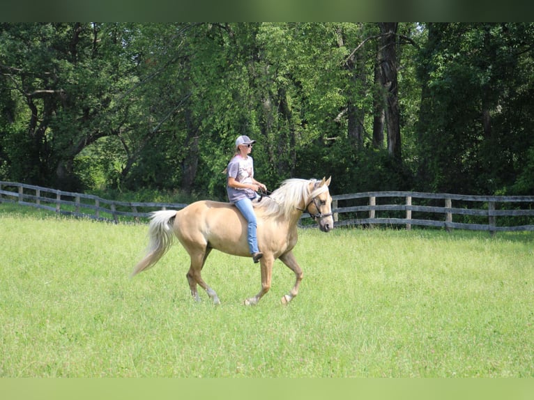 American Quarter Horse Gelding 13 years 15,2 hh Palomino in Highland MI