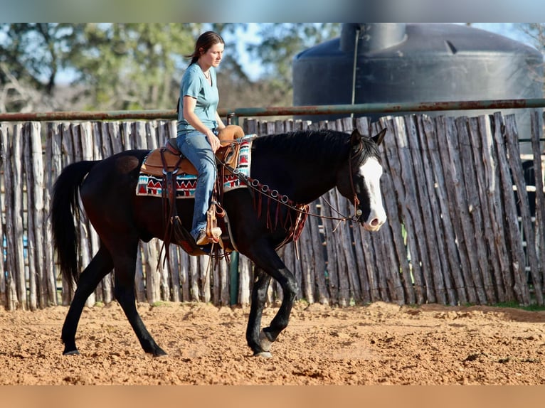 American Quarter Horse Gelding 13 years 15,2 hh Palomino in Lipan TX