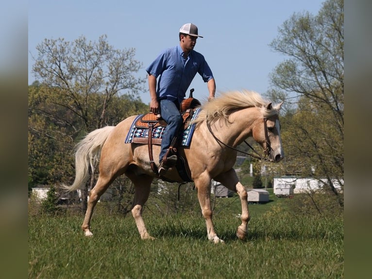 American Quarter Horse Gelding 13 years 15,2 hh Palomino in Somerset