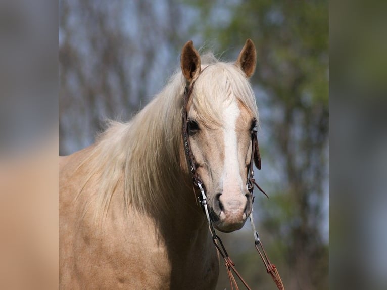 American Quarter Horse Gelding 13 years 15,2 hh Palomino in Somerset