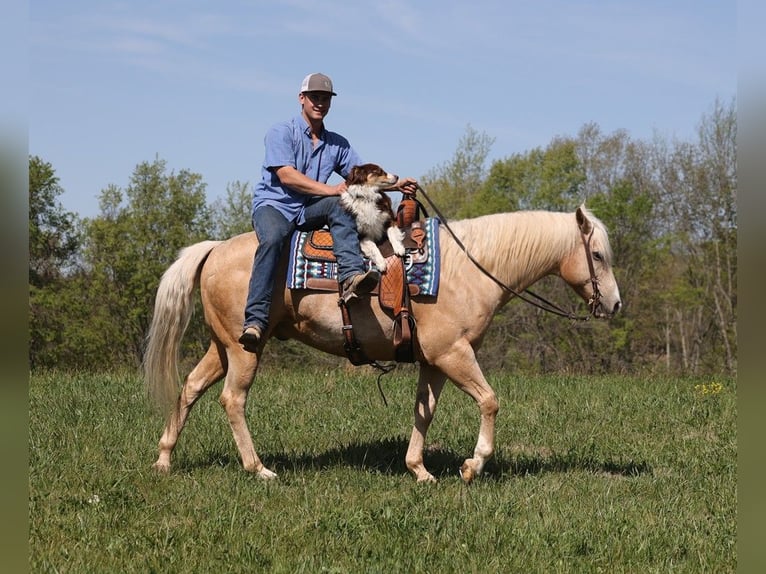 American Quarter Horse Gelding 13 years 15,2 hh Palomino in Somerset