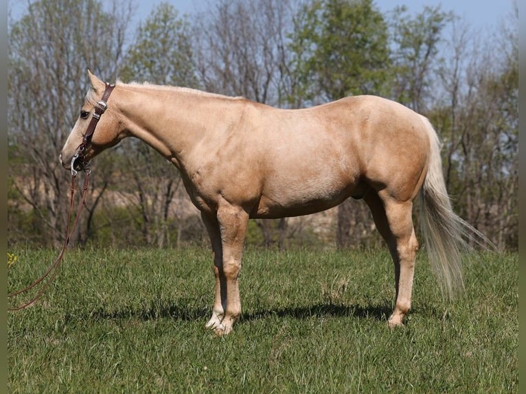 American Quarter Horse Gelding 13 years 15,2 hh Palomino in Somerset