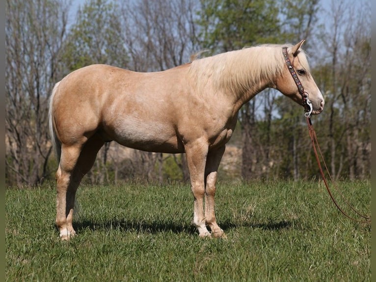 American Quarter Horse Gelding 13 years 15,2 hh Palomino in Somerset