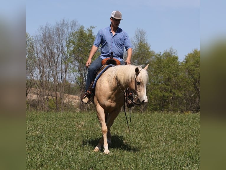 American Quarter Horse Gelding 13 years 15,2 hh Palomino in Somerset